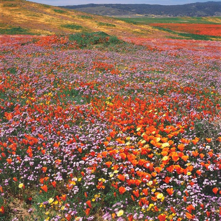 Color Photo by Rob Badger and Nita Winter of Poppies and Giliga in Antelope-Valley, California Poppy Preserve